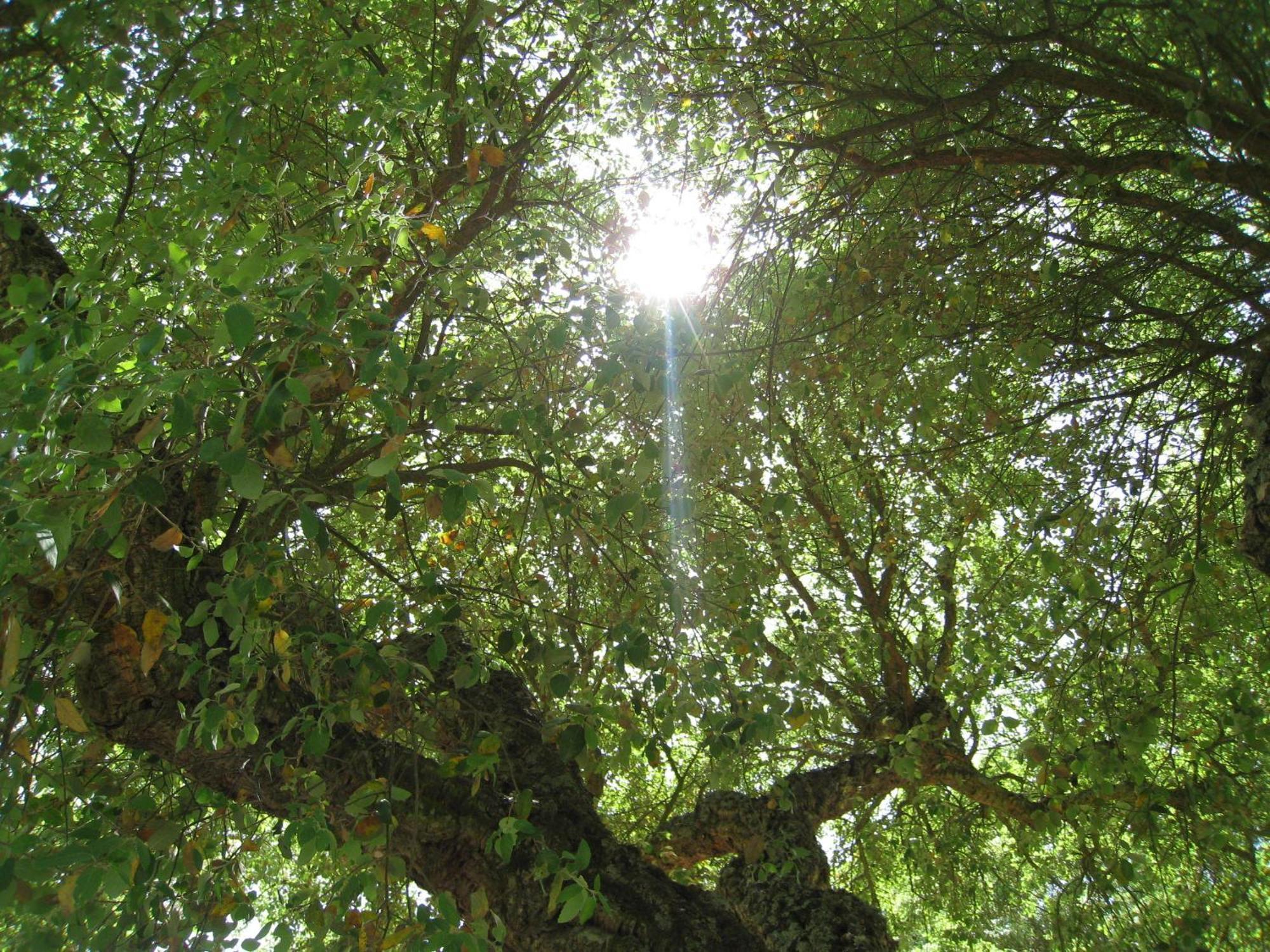Monte Das Faias Cork Farm Hotel Grândola Kültér fotó