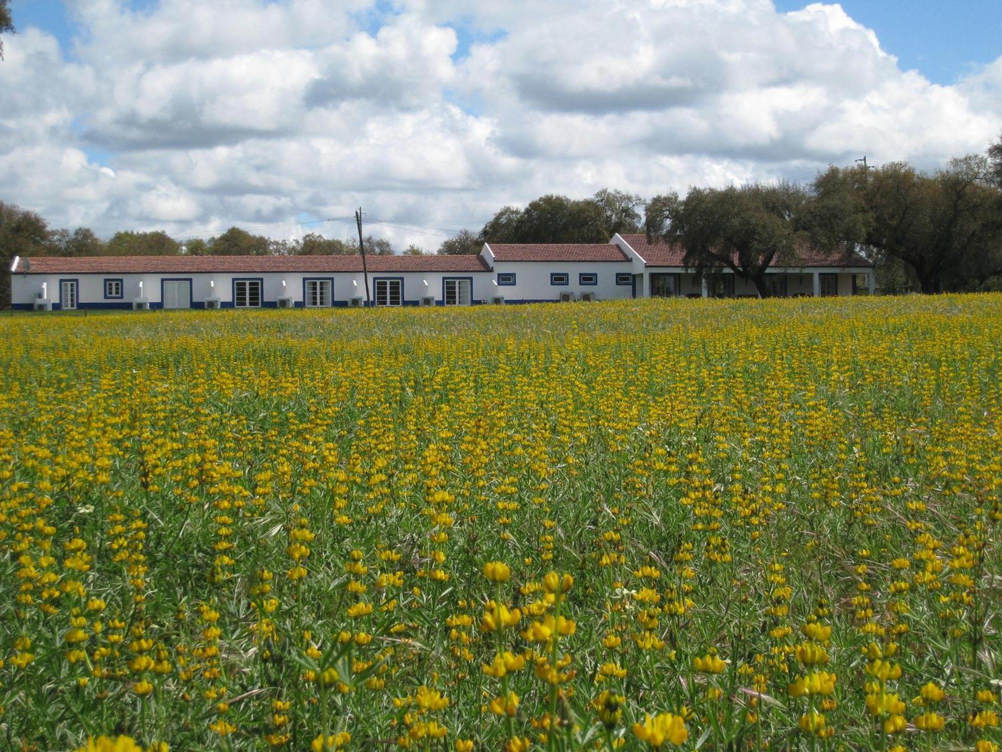 Monte Das Faias Cork Farm Hotel Grândola Kültér fotó