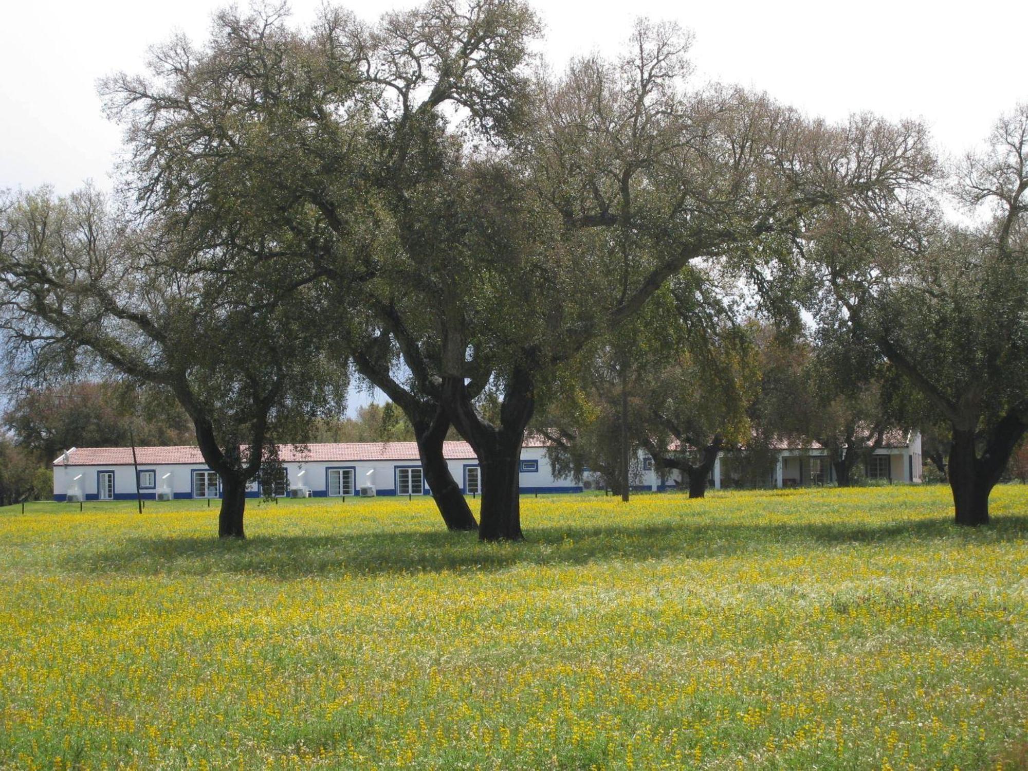 Monte Das Faias Cork Farm Hotel Grândola Kültér fotó